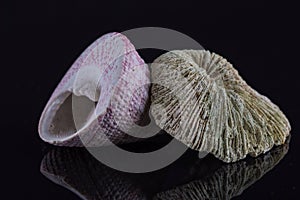 Coral and shell