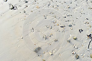 Coral and shells are on the beach With sunshine.