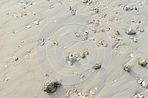 Coral and shells are on the beach With sunshine.Close up