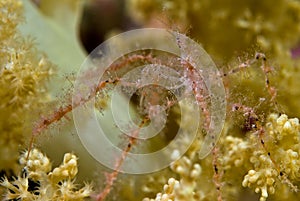 Coral shrimp