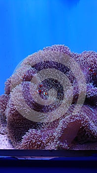 Coral with small colorful nimo fishes at aquarium in Okinawa. photo