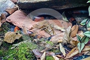 coral snake hidden on the terrain. close up