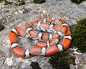 Coral Snake mimic photo