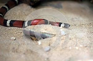 Coral snake in the sand