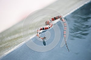 Coral Snake photo