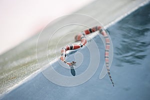 Coral Snake