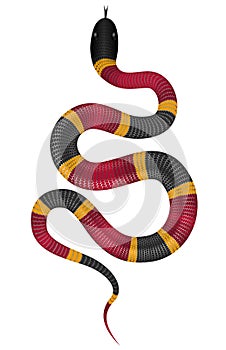 Coral snake vector illustration