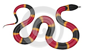 Coral snake vector illustration