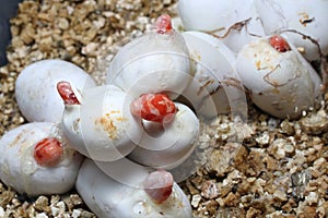 Coral Snow Baby Snake Hatching from where eggs