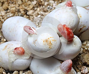 Coral Snow Baby Snake Hatching from where eggs