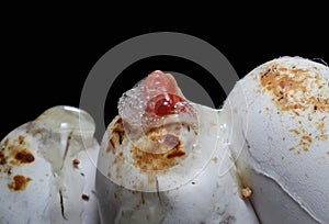 Coral Snow Baby Snake Hatching from where eggs