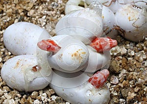 Coral Snow Baby Snake Hatching from where eggs