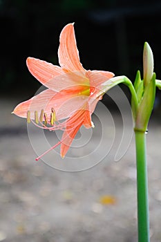 Coral star lily (Hippeastrum sp., Family: Amaryllidaceae)