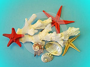 Coral, starfishes and shells