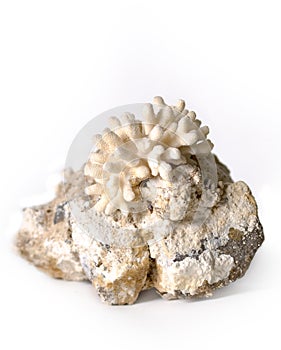 Coral on stone