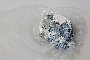 Coral stone on the beach