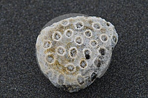 Coral stone on beach, texture, beauty in Nature