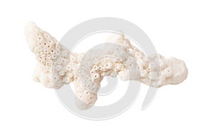 Coral stone isolated white background. Close-up