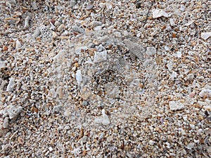Coral stone and sand on the beach