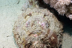 Coral and stonefish