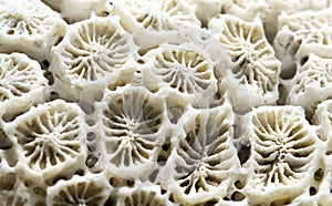 Coral structure close-up. Dead coral reef macrophoto. White coral filter combs macrophotography.