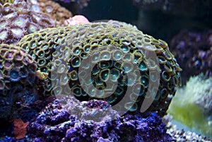 Coral on submerged rocks photo