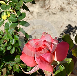 Coral Tearose