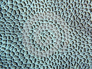 Coral texture