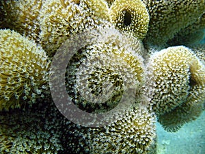 Coral texture