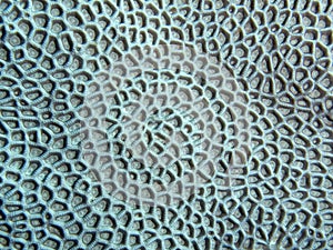 Coral texture photo