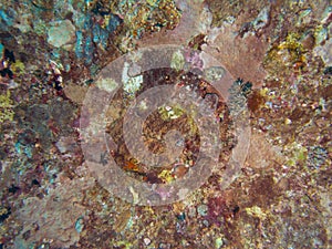 Coral texture on ship wreck