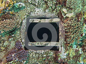 Coral texture on ship wreck with a window