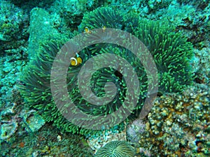 Coral with three nemo