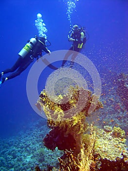 Coral with tiny fish and divers