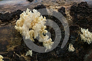 Coral tooth fungus, Hericium coralloides photo