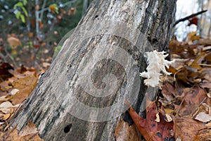 Coral tooth fungus, Hericium coralloides growing on wood