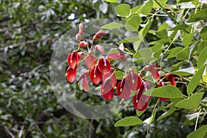 Coral Tree Blossoms