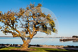 Coral Tree in Chula Vista with San Diego Bay