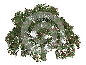 Coral_tree_(Erythrina)