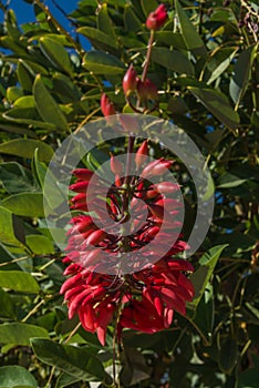 Coral tree or Erythrina - evergreen decorative asian bush