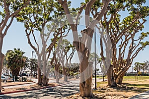 Coral Trees at Embarcadero Park South in San Diego photo
