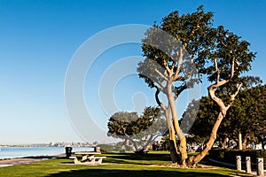 Coral Trees and Picnic Tables at Chula Vista Bayfront Park