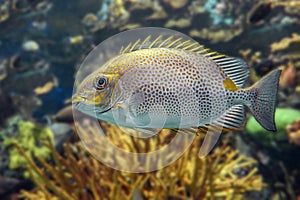 Coral - tropical fish,