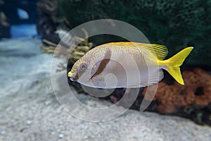 Coral - tropical fish