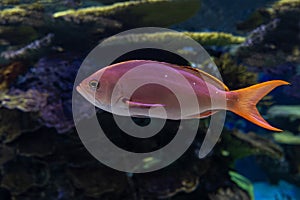 Coral - tropical fish