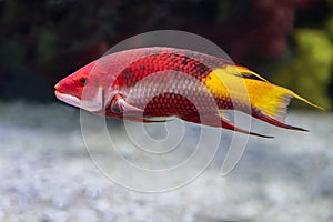 Coral - tropical fish