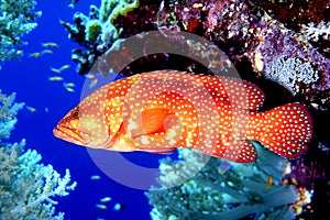 Coral Trout