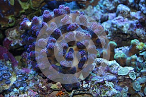 Coral under water