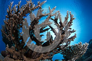 Coral Underwater