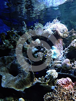 Coral underwater aquarium SeaWorld Indonesia